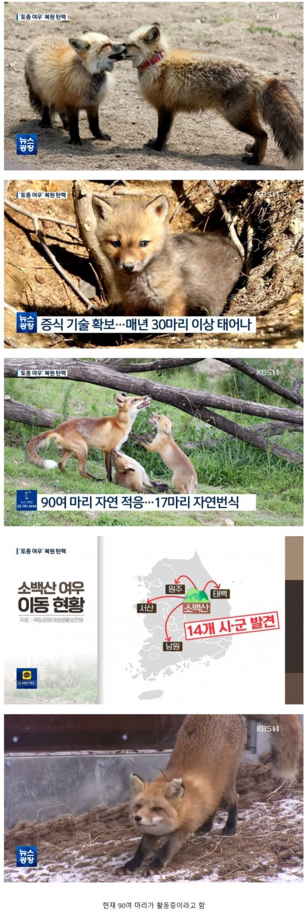 복원 사업 성공한 토종여우.jpg